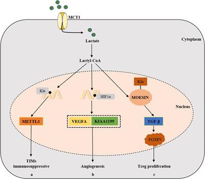 New insights into the roles of lactylation in cancer